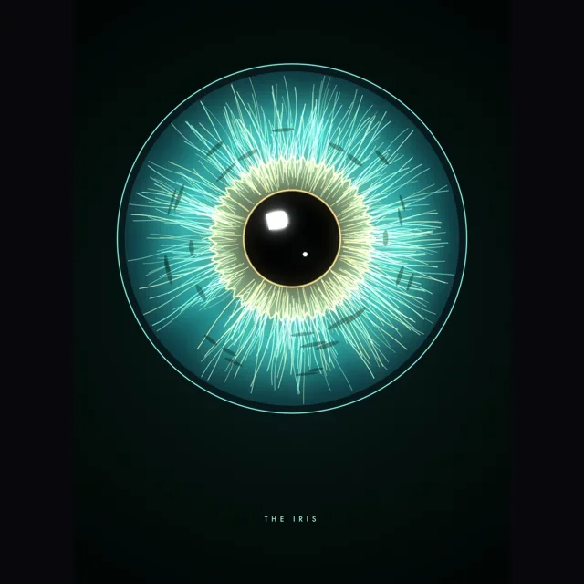 The Iris, an original design from the AuraCanvas studio